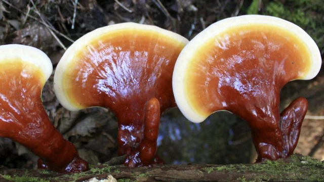 bai-viet/dung-nam-lim-xanh-chua-u-xo-tu-cung-nen-hay-khong-nhung-dieu-chi-em-khong-nen-bo-lo.html