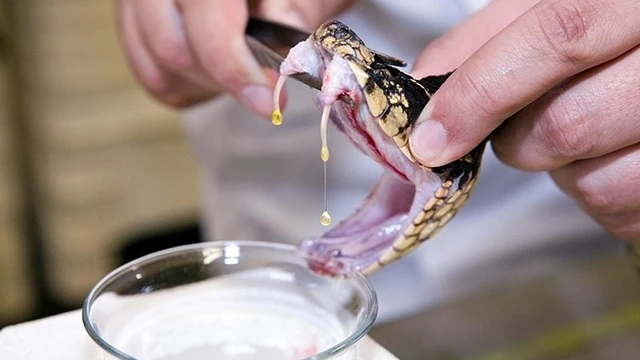 bai-viet/huyet-thanh-khang-noc-ran-la-gi-mot-so-loai-huyet-thanh-khang-noc-ran-hien-tai-co-o-viet-nam.html