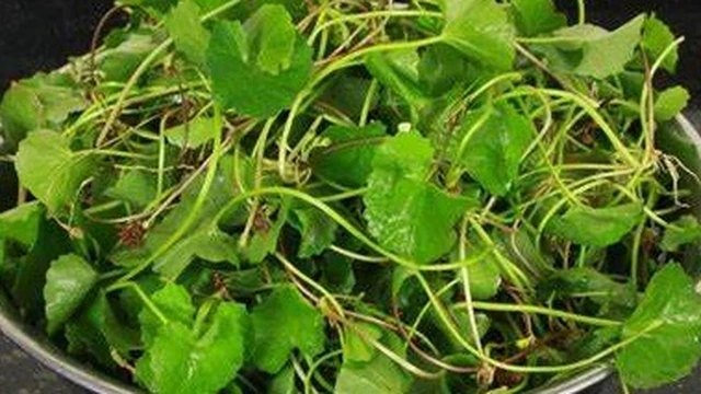 bai-viet/tac-hai-cua-rau-ma-khi-dung-sai-cach-ban-khong-nen-bo-qua.html