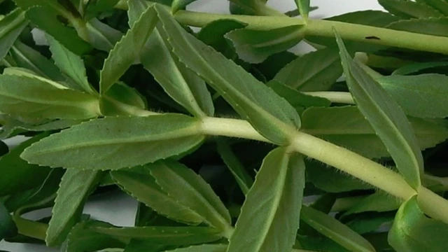 bai-viet/rau-om-tia-chua-benh-gi-nhung-bai-thuoc-chua-benh-tu-rau-om-tia.html