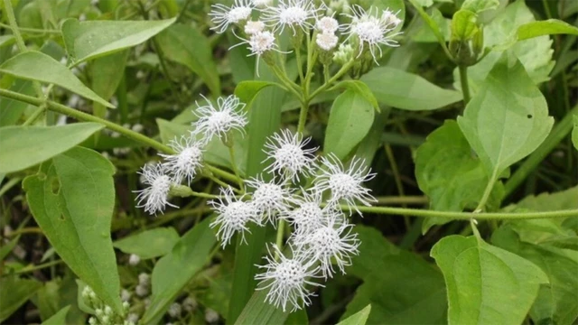 bai-viet/su-dung-cay-cong-san-chua-viem-xoang-co-hieu-qua-khong.html