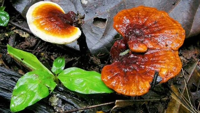 bai-viet/tre-em-uong-nam-lim-xanh-duoc-khong-nhung-cong-dung-bat-ngo-cua-nam-lim-xanh.html