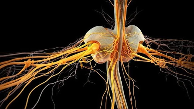 bai-viet/chuc-nang-cua-tuy-song-va-nhung-dieu-can-biet.html