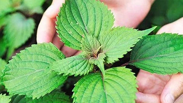 bai-viet/ba-bau-co-duoc-dung-la-tia-to-trong-thai-ky-khong.html