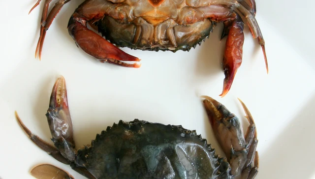 bai-viet/an-cua-com-co-loi-cho-suc-khoe-khong-can-luu-y-gi-khi-an-cua-com.html