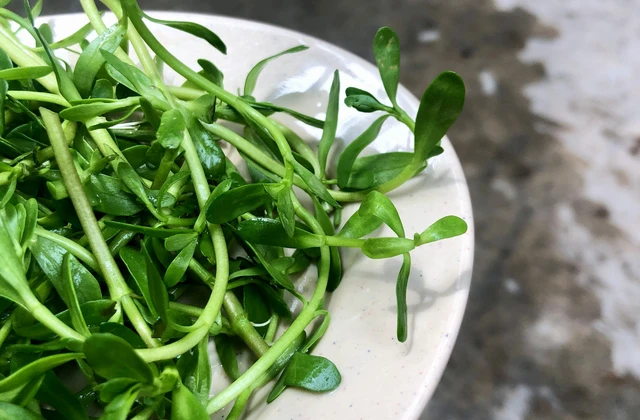 bai-viet/an-rau-dang-hang-ngay-co-tot-khong-rau-dang-co-tac-dung-gi.html