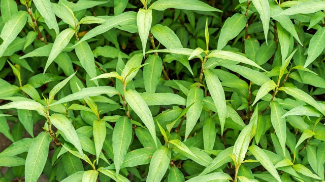 bai-viet/sau-sinh-an-rau-ram-co-mat-sua-khong-mot-so-vi-thuoc-loi-sua-cho-me.html