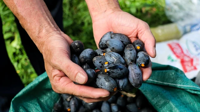 bai-viet/an-tram-co-tot-khong-nhung-loi-ich-khi-an-qua-tram.html