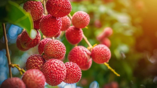 bai-viet/an-vai-co-nong-do-con-khong-do-bang-may-co-len-khong.html