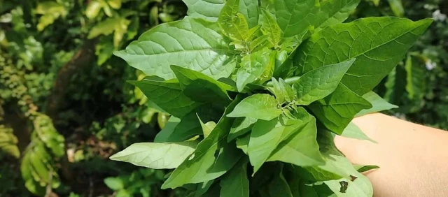 bai-viet/ba-bau-an-rau-tam-bop-duoc-khong-nhung-cong-dung-cua-rau-tam-bop-tot-cho-suc-khoe-ba-bau.html