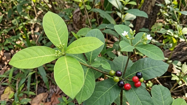 bai-viet/ba-gac-bon-la-la-gi-dac-diem-nhan-biet-va-cong-dung.html