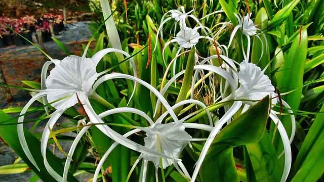 bai-viet/bai-thuoc-hay-voi-cay-trinh-nu-hoang-cung-chua-lac-noi-mac-tu-cung-54722.html