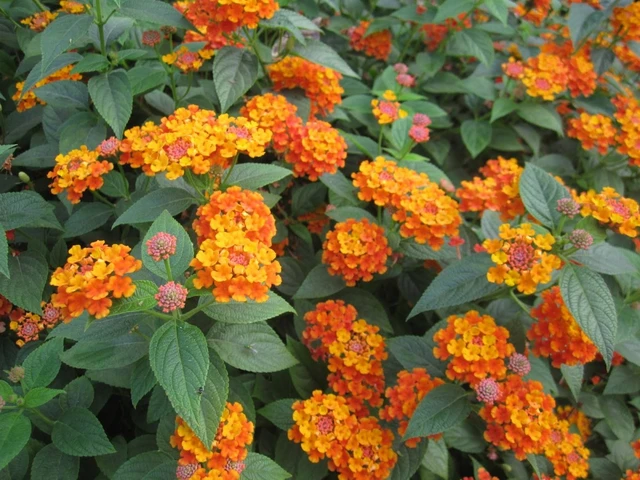 bai-viet/bai-thuoc-tri-viem-gan-b-man-tinh-hieu-qua-24803.html