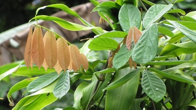 bai-viet/cay-thuoc-ca-cong-dung-cach-dung-va-nhung-luu-y-quan-trong.html