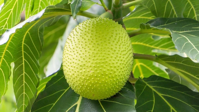 bai-viet/nhung-tac-hai-cua-qua-sake-khi-dung-khong-dung-cach-va-luu-y-quan-trong-ban-can-biet.html