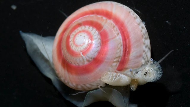 bai-viet/loi-ich-suc-khoe-cua-oc-ruoc-va-nhung-dieu-can-luu-y.html