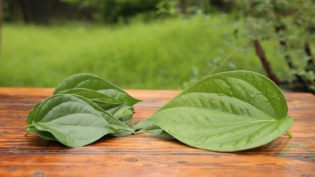 bai-viet/mach-ban-6-loai-la-cay-tam-tri-ghe-ngua-an-toan-hieu-qua.html