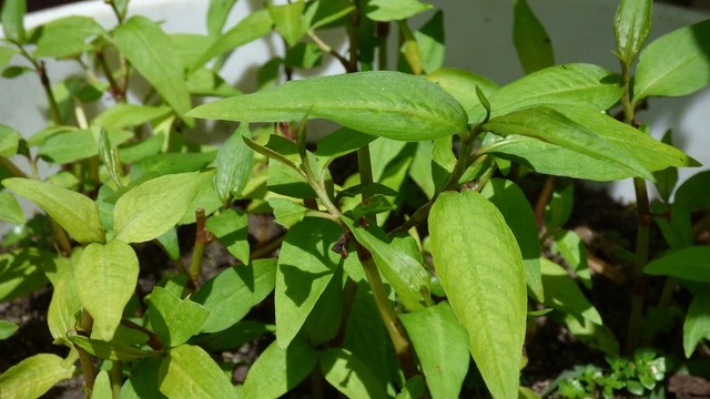 bai-viet/nhung-tac-hai-cua-rau-ram-khong-phai-ai-cung-biet.html