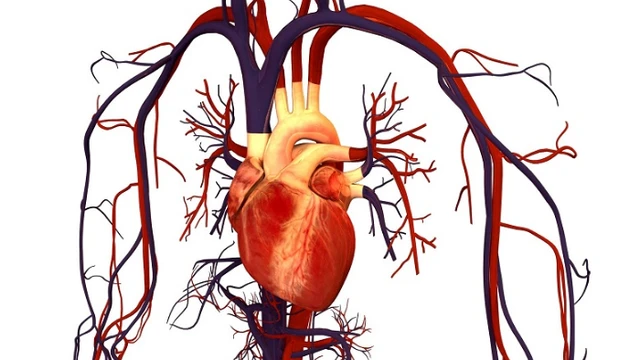 bai-viet/nhung-yeu-to-nguy-co-anh-huong-den-he-tuan-hoan.html