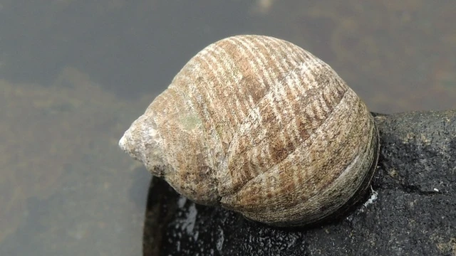 bai-viet/oc-mo-la-gi-thanh-phan-dinh-duong-loi-ich-suc-khoe-va-nhung-luu-y-khi-an.html