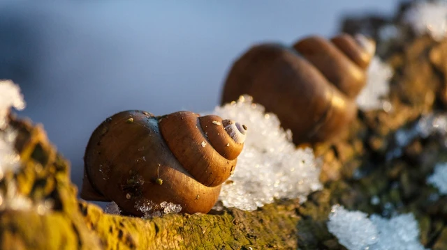 bai-viet/oc-nui-la-gi-thanh-phan-dinh-duong-va-nhung-loi-ich-suc-khoe.html