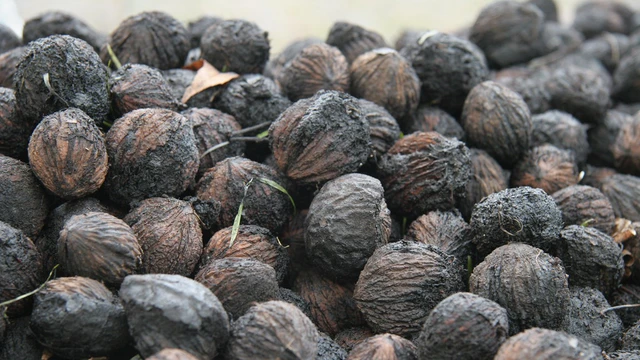 bai-viet/qua-oc-cho-den-co-tac-dung-gi-ai-khong-nen-an-loai-qua-nay.html