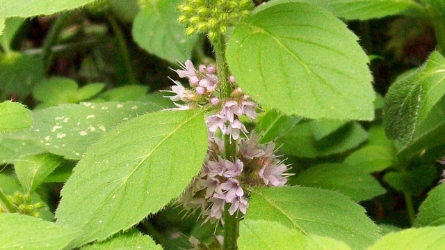 bai-viet/rau-gia-vi-la-gi-phan-biet-13-loai-rau-gia-vi-pho-bien-tai-viet-nam.html