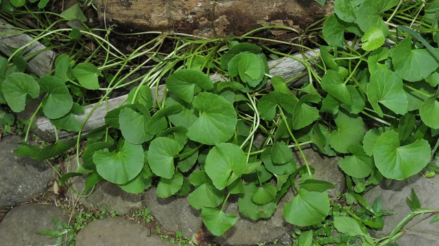 bai-viet/rau-ma-co-may-loai-an-nhu-the-nao-thi-tot.html