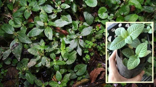 bai-viet/rau-xa-xi-la-rau-gi-thanh-phan-dinh-duong-va-tac-dung-doi-voi-suc-khoe.html