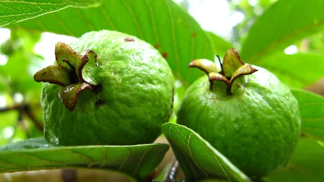 bai-viet/tra-la-oi-co-tac-dung-gi-nhung-luu-y-can-biet-de-su-dung-an-toan-va-hieu-qua.html