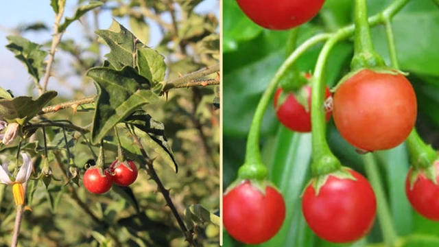 bai-viet/uong-ca-gai-leo-mat-ngu-co-dung-khong-nhung-luu-y-quan-trong-khi-su-dung.html