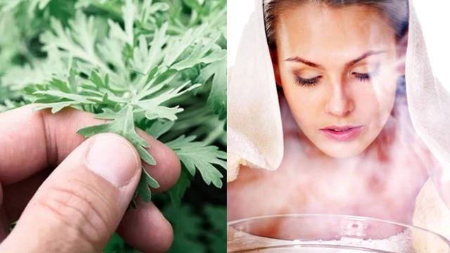 bai-viet/xong-la-ngai-cuu-co-tac-dung-gi-cach-xong-ngai-cuu-tot-cho-suc-khoe-va-sac-dep.html