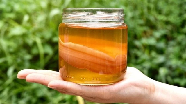 bai-viet/ban-da-biet-cach-nuoi-kombucha-bang-tra-den-dung-chua-72824.html