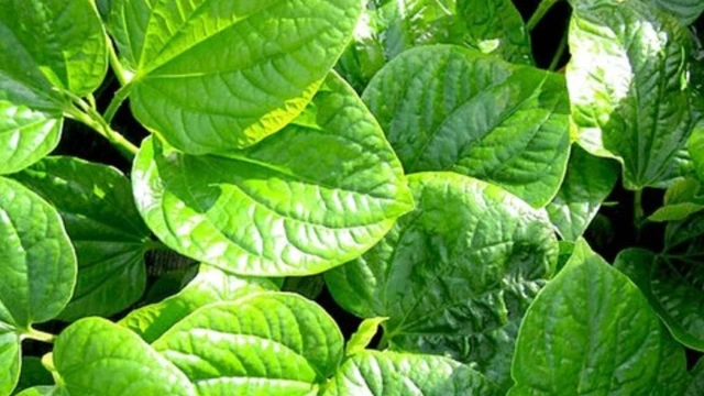 bai-viet/bat-mi-cach-chua-benh-ra-mo-hoi-tay-chan-bang-la-lot-khong-phai-ai-cung-biet.html