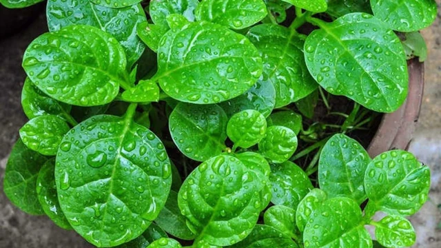 bai-viet/bat-mi-nhung-loi-ich-cua-rau-mong-toi-voi-benh-tieu-duong.html