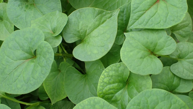 bai-viet/bau-3-thang-dau-an-rau-diep-ca-duoc-khong-va-cac-luu-y-quan-trong-cho-thai-ky.html