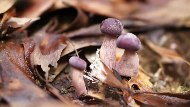 bai-viet/bau-an-nam-tram-duoc-khong-cach-an-nam-tram-tot-cho-suc-khoe.html