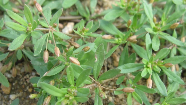 bai-viet/bau-an-rau-dang-duoc-khong-tac-dung-cua-rau-dang-doi-voi-ba-bau.html