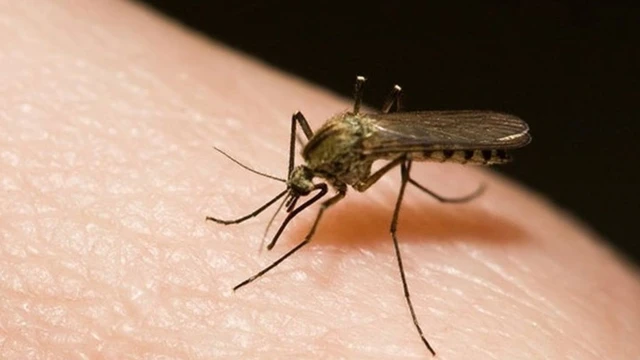 bai-viet/be-bi-muoi-can-co-sao-khong-cach-phong-muoi-can-hieu-qua-cho-be.html