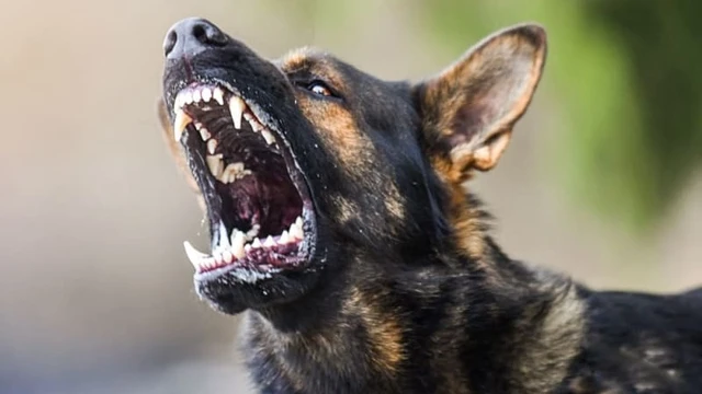 bai-viet/benh-dai-o-cho-va-nhung-trieu-chung-ma-ban-can-nam-ro.html