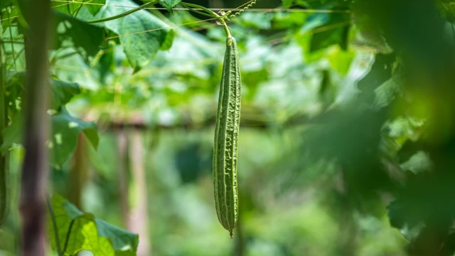 bai-viet/benh-gut-co-an-duoc-muop-khong.html