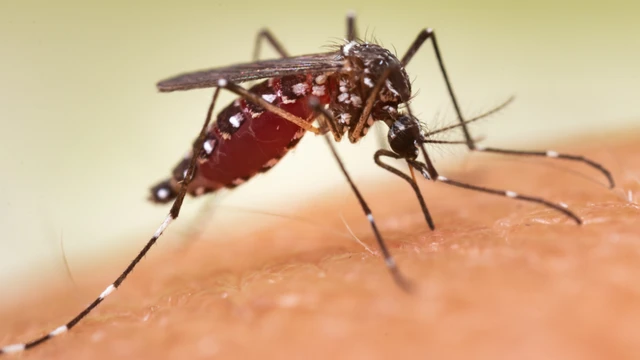 bai-viet/benh-sot-xuat-huyet-co-nguy-hiem-khong-dau-hieu-va-cach-phong-benh.html