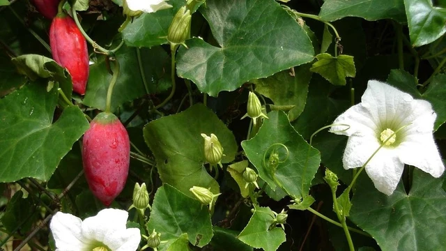 bai-viet/binh-bat-day-va-nhung-cong-dung-tuyet-voi.html