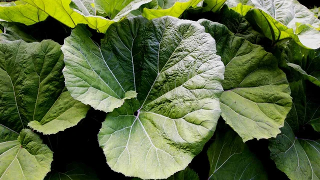 bai-viet/butterbur-la-gi-tim-hieu-ve-butterbur.html