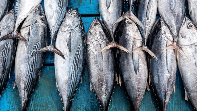 bai-viet/ca-bo-gu-la-ca-gi-dac-diem-dinh-duong-va-loi-ich-suc-khoe.html