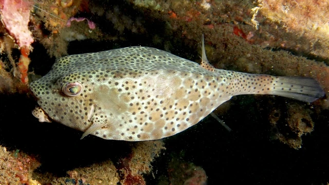 Cá bò hòm có độc không? Dinh dưỡng và công dụng