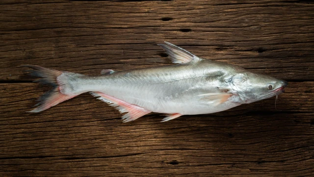 bai-viet/ca-bong-lau-gia-tri-dinh-duong-va-loi-ich-suc-khoe-tu-loai-ca-nuoc-ngot-duoc-ua-chuong.html