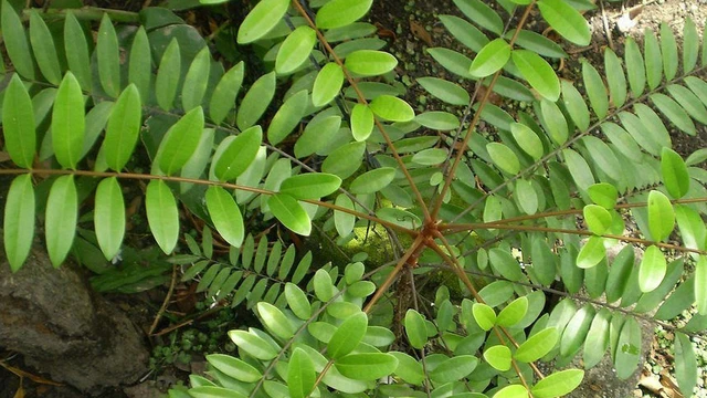 bai-viet/ca-gai-leo-va-mat-nhan-cong-dung-dac-diem-va-nhung-luu-y-khi-su-dung.html