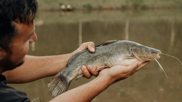 bai-viet/ca-nheo-gia-tri-dinh-duong-loi-ich-suc-khoe-va-cach-su-dung-khoa-hoc.html