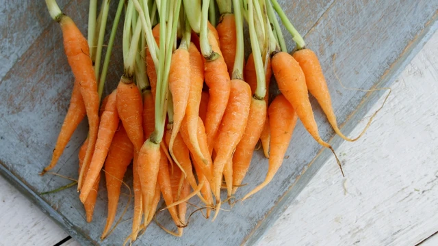 bai-viet/ca-rot-baby-la-gi-loi-ich-doi-voi-suc-khoe-va-he-mien-dich.html